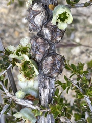 Leptospermum spinescens