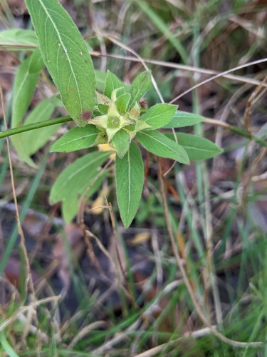 Image of Ludwigia pilosa by (c) Alison Northup, some rights reserved (CC BY)