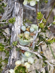 Leptospermum spinescens