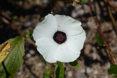Hibiscus forsteri