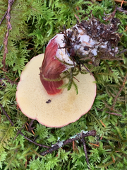 Xerocomellus zelleri