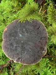 Xerocomellus zelleri