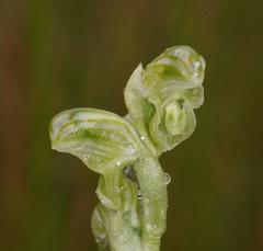 Pterostylis crassicaulis