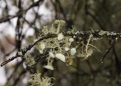 Usnea scabrida