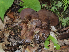Cortinarius squamulosus