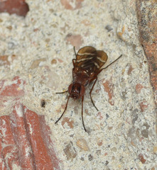 Tritoxa cuneata