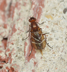 Tritoxa cuneata