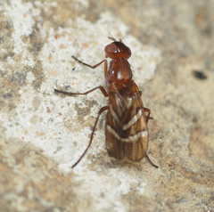 Tritoxa cuneata
