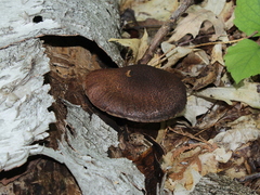 Cortinarius squamulosus