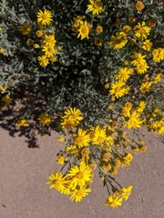 Heterotheca zionensis