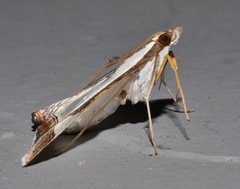 Agrioglypta eurytusalis