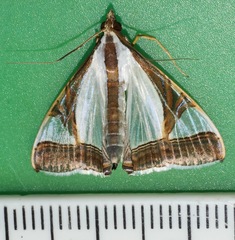 Agrioglypta eurytusalis