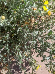 Heterotheca zionensis