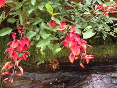 Erythrina crista-galli