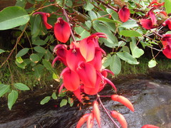 Erythrina crista-galli