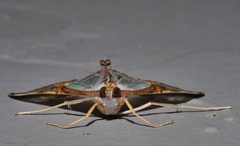 Agrioglypta eurytusalis