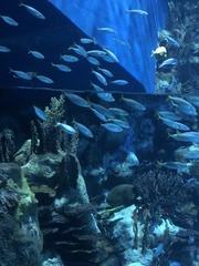 Decapterus