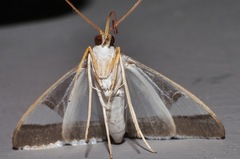 Agrioglypta eurytusalis
