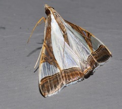 Agrioglypta eurytusalis