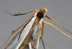 Agrioglypta eurytusalis