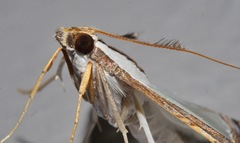 Agrioglypta eurytusalis