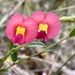 Scarlet Flame Pea - Photo (c) Loxley Fedec, some rights reserved (CC BY-NC), uploaded by Loxley Fedec