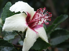 Hibiscus insularis