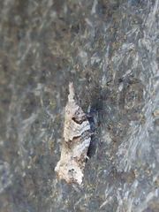 Harmologa amplexana