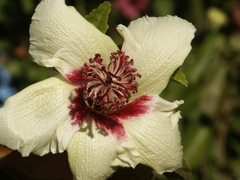 Hibiscus insularis