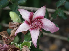 Hibiscus insularis