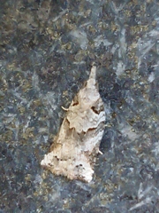 Harmologa amplexana