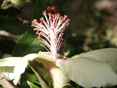 Hibiscus insularis