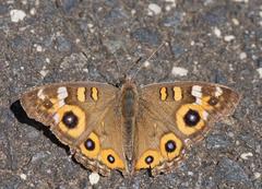 Junonia villida