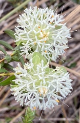 Pimelea lehmanniana