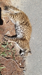 Leopardus guigna tigrillo