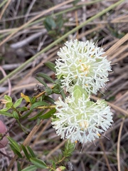 Pimelea lehmanniana