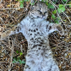Leopardus guigna tigrillo