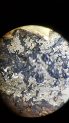 Fuscopannaria leucosticta