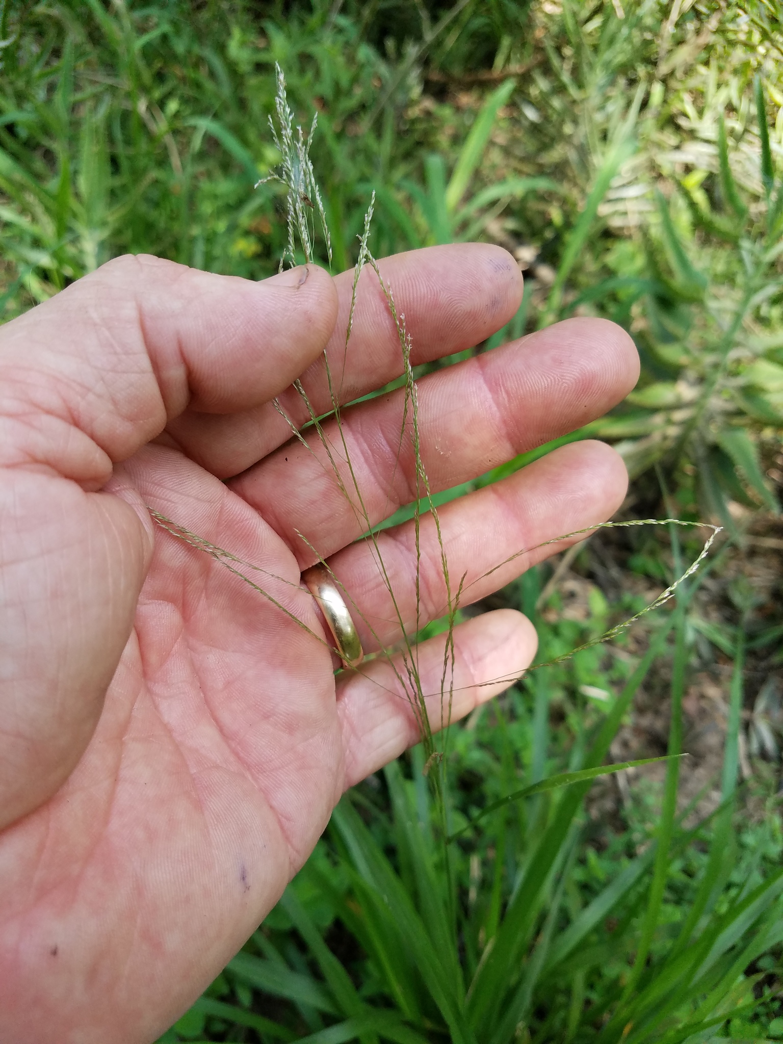 Sporobolus buckleyi