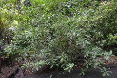 Hibiscus macilwraithensis