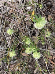 Pimelea lehmanniana