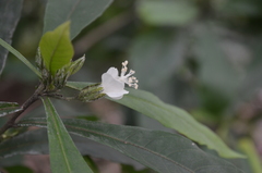 Hibiscus macilwraithensis