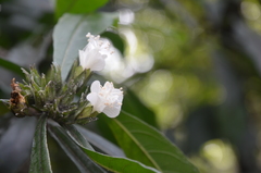 Hibiscus macilwraithensis