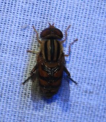 Parhelophilus integer