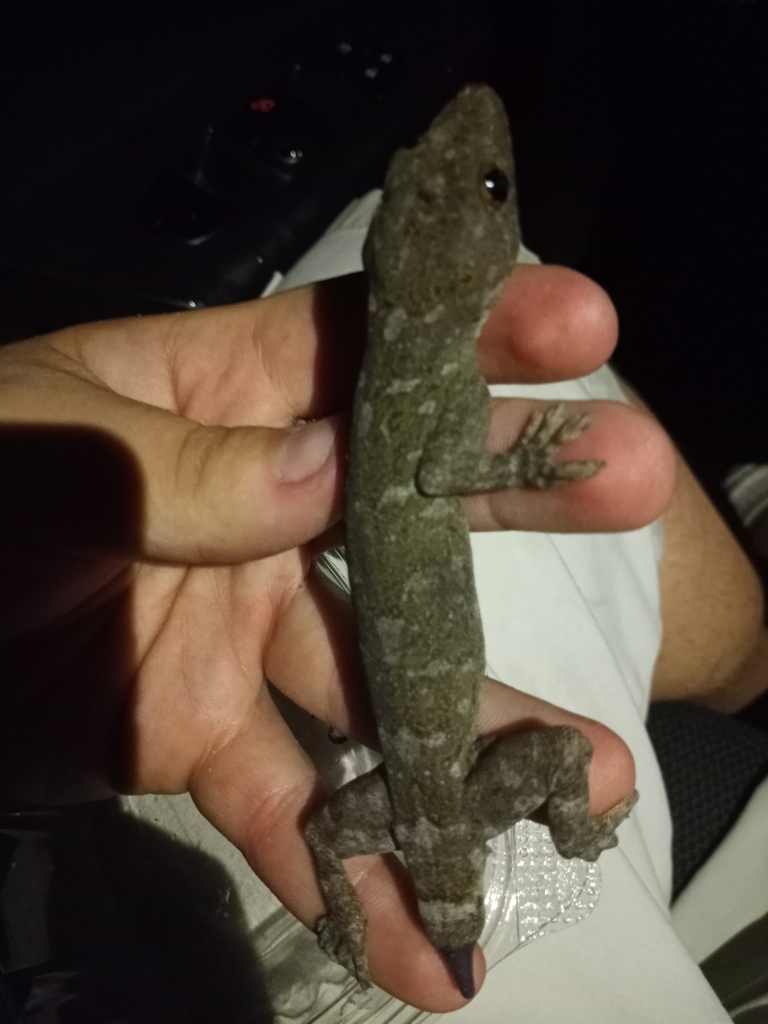 Grossmann's Gecko