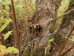 Lobaria anomala