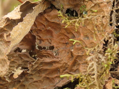 Lobaria anomala
