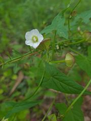 Calystegia marginata
