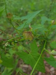 Calystegia marginata