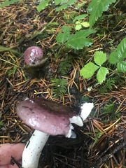Russula occidentalis